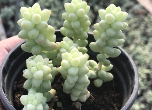 玉缀多肉徒长了怎么办