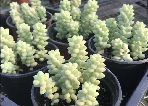 玉缀多肉徒长了怎么办