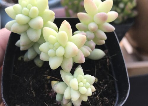 玉缀多肉徒长了怎么办