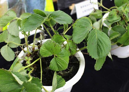 草莓病虫害防治方法与技术措施