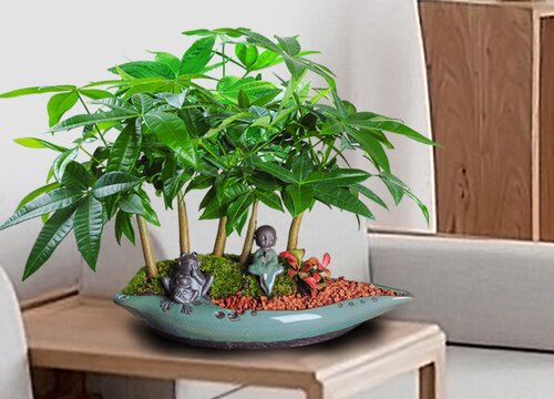 发财树风水摆放三不要