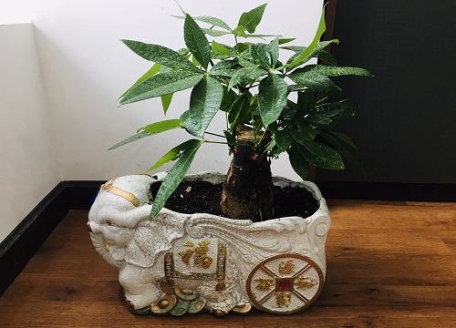 发财树风水摆放三不要