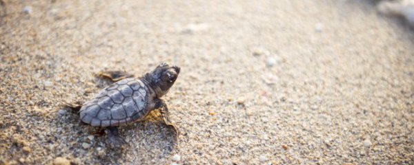 乌龟如何判断公母