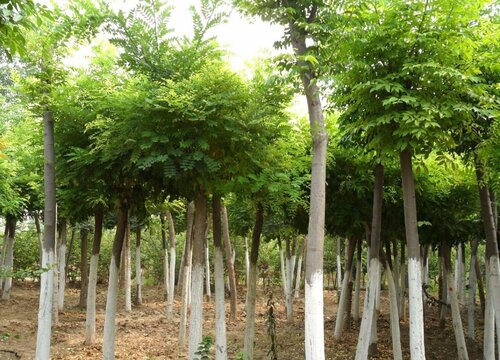 唐槐是什么植物