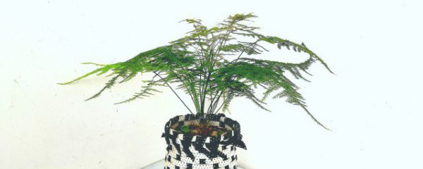 适合放女孩卧室招财的植物