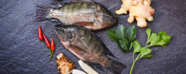 鱼不能和什么东西同吃