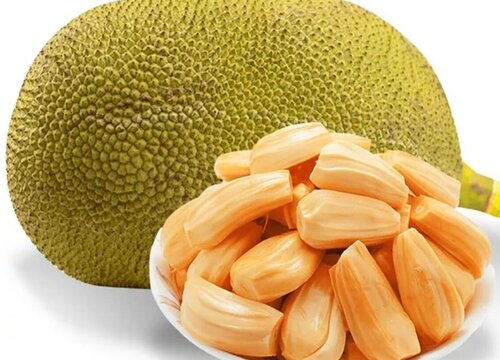 菠萝蜜是热带水果吗