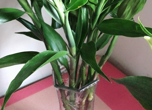 冬季水培富贵竹怎么养才能更旺盛