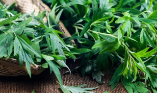 新鲜艾草鸡蛋煮水怎么做 要怎样做新鲜艾草鸡蛋煮水