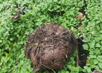 魔芋怎么繁殖 根状茎、球茎切块、播种繁殖方法