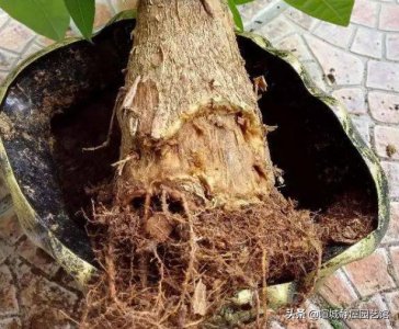 发财树浇水多烂根了怎么补救 根茎有点腐烂了怎么处理