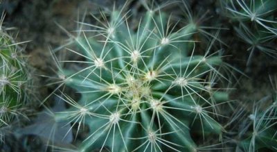 仙人球放在卧室好吗 家里面养殖仙人球有哪些好处