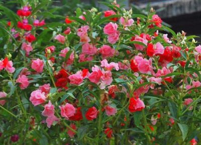 凤仙花喜阴还是喜阳 凤仙花喜阴还是喜阳光的植物