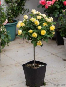 棒棒糖月季用什么树桩嫁接的 棒棒糖怎么嫁接成活率高