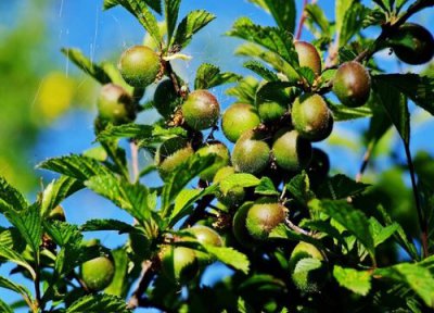 榆叶梅叶子卷曲皱缩 榆叶梅叶子卷曲原因及处理方法