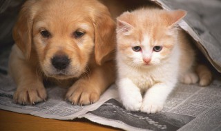 狗有哪些品种 名狗大全狗品种介绍