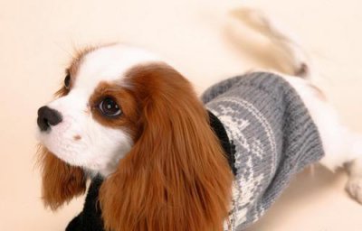 十大最好看的狗排名 世界上颜值高的10种宠物狗品种