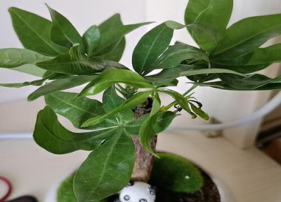 发财树烂根修复后怎么才能长的旺盛 6月份如何养发财树不怕烂根还长得旺