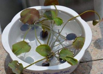 碗莲怎么发芽快 碗莲发芽环境要求