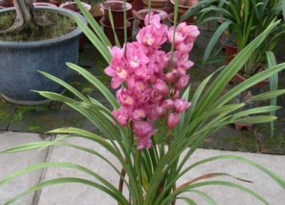 夏季如何给兰花晒太阳 兰花适当的晒晒太阳好不好