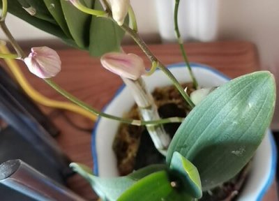 石斛兰光长叶不开花 石斛兰不开花是什么原因造成的