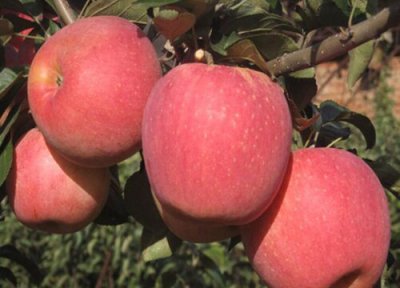 苹果有公母之分吗 公苹果好吃还是母苹果好吃