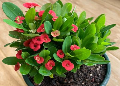 如何养护虎刺梅 用芦荟怎么养虎刺梅