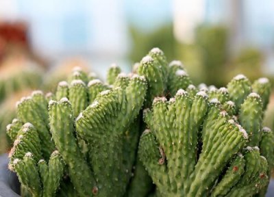 麒麟是否怕冻 麒麟冬天怎么养护