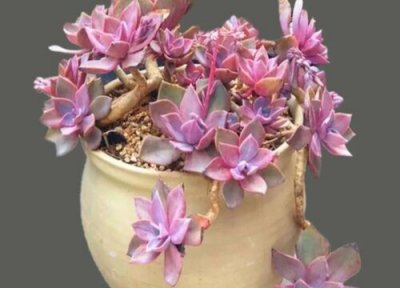 多肉如何控水才能养出状态 多肉植物如何控水教程