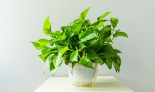 绿萝花可以放卧室吗 绿萝花能不能放卧室养植