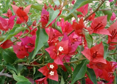 三角梅桑巴勤花 三角梅桑巴勤花吗