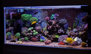 什么物件旺财聚财 哪些物件旺财聚财