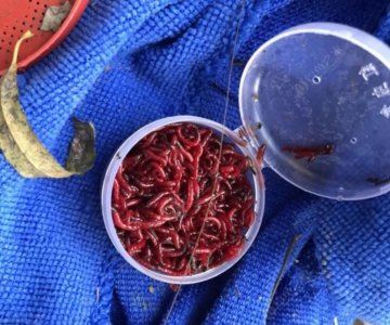 红虫怎么保存活的时间更长 保存红虫存活时间长的方法