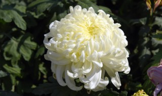 墓碑前放什么花 墓碑前放哪种花合适