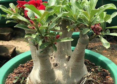 沙漠玫瑰久不开花是什么原因 需要注意些什么