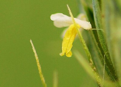 小麦会开花吗 小麦开花吗 开花多长时间