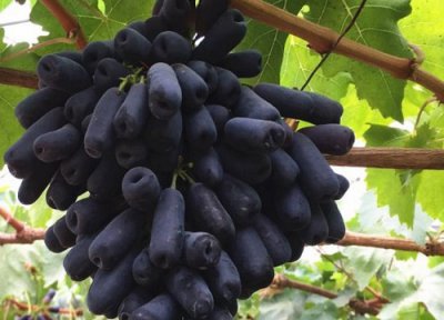 巨胜是什么植物 属于什么科植物