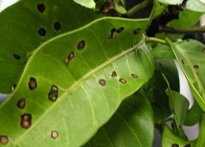 芒果炭疽病发病原因 芒果炭疽病的发病原因与治疗方法