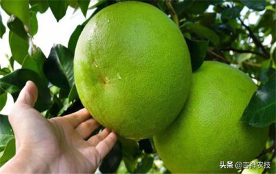 柚子怎么种才能高产 如何种植出又大又好吃的柚子