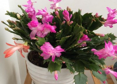 夏季养蟹爪兰注意事项 蟹爪兰夏天养护需注意哪些要点