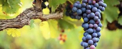 葡萄树什么时候施肥比较好一点 葡萄全年施肥一览表