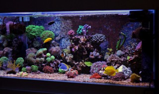 鱼缸清洗之后多久能养鱼 鱼缸清洗之后多久可以养鱼