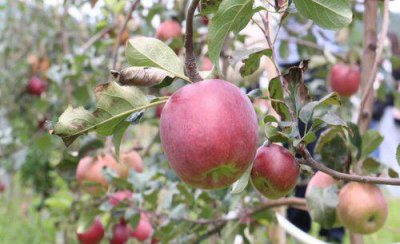 提高苹果的坐果率有些什么措施 如何提高苹果树的产量