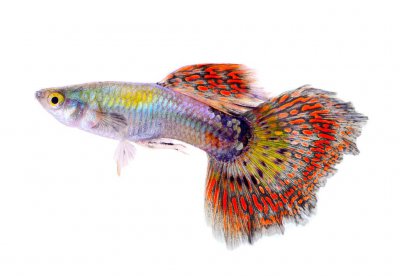 怎么判断孔雀鱼生完了 孔雀鱼产子后的注意事项有哪些