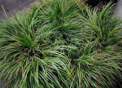 蒲叶是什么树的叶子 蒲叶是什么树长的叶子