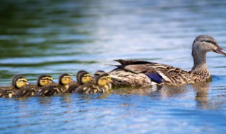 鸭子怎么养才长得好吃呢 鸭子应该怎么养