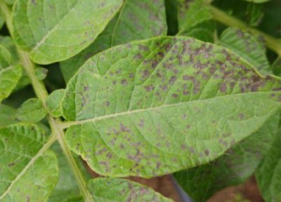 马铃薯种植中常见病害 马铃薯病虫害防治技术与方法措施