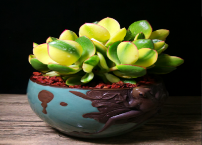 八月怎么养护玉树叶片肥厚 玉树叶片肥厚影响枝干生长