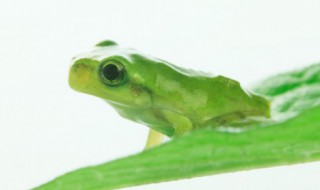 吃的雪蛤是哪个部位 雪蛤是蛤蟆的哪个部位