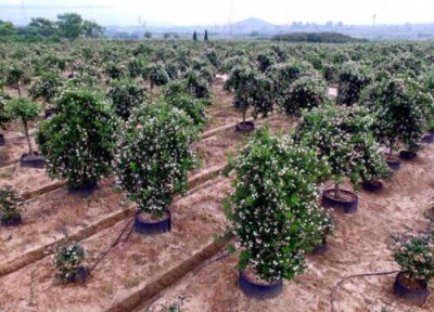 五彩锦带树耐寒吗 五彩锦带树耐寒温度及越冬养护方法